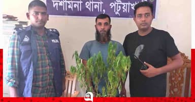 দশমিনায় গাঁজা চাষি গ্রেপ্তার