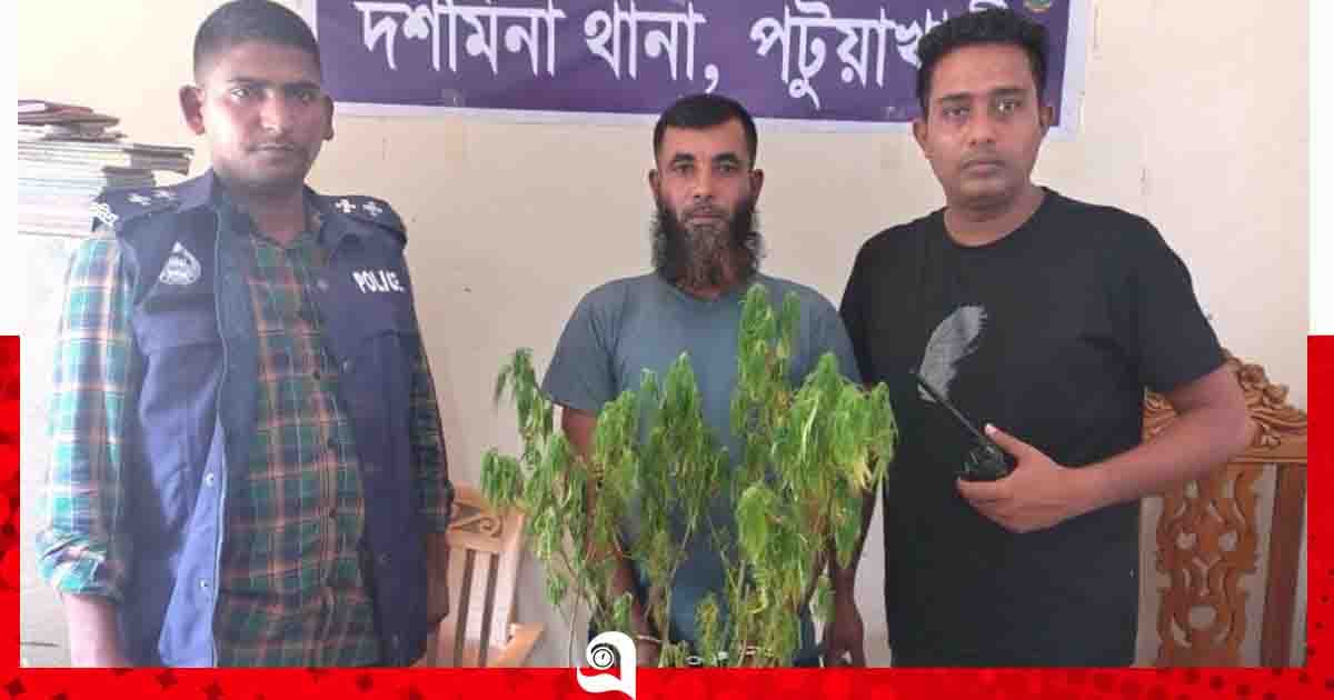 দশমিনায় গাঁজা চাষি গ্রেপ্তার
