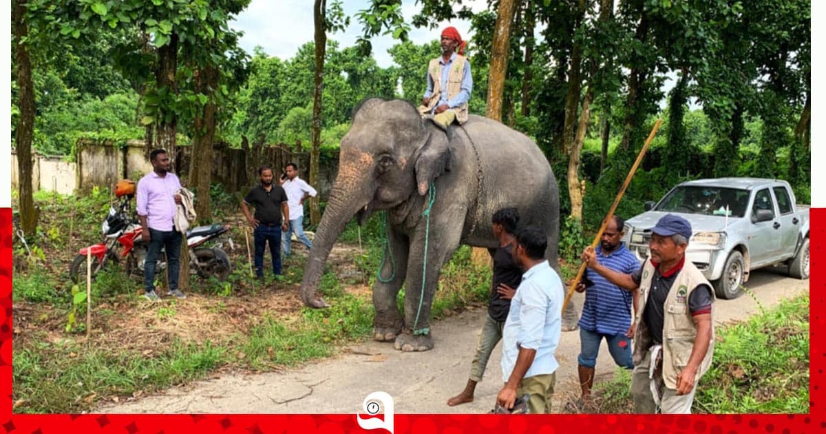 দুই বছর পর ঘরে ফিরল সম্রাট-নিহারকলি