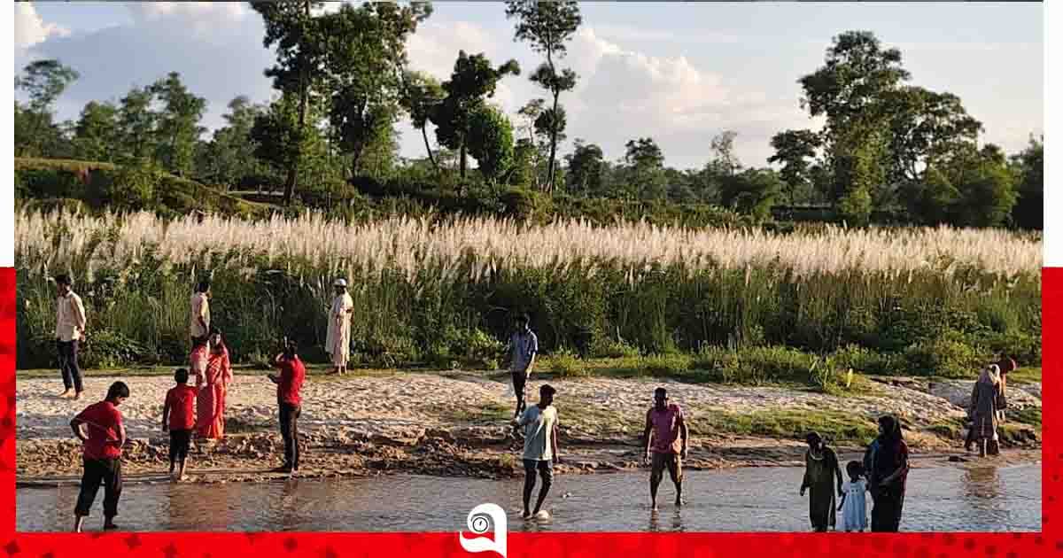 শ্রীমঙ্গলের সবুজ চা'বাগানে কাশফুলের গালিচা