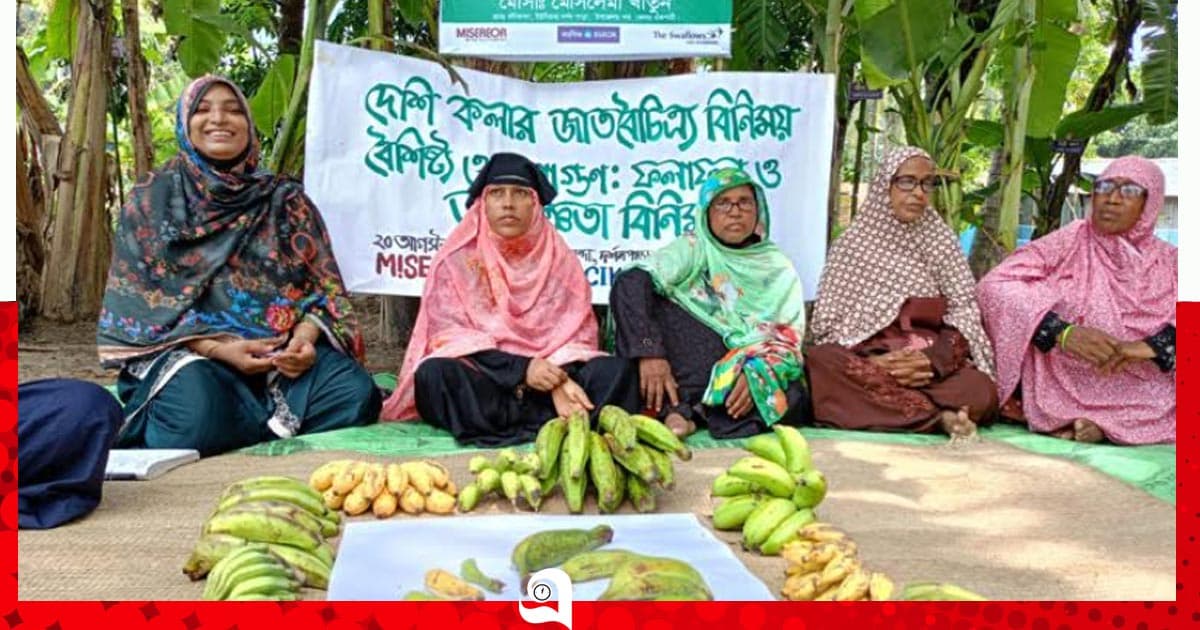 বরেন্দ্র অঞ্চলে ১৭ জাতের দেশি কলার জাত সংরক্ষণ