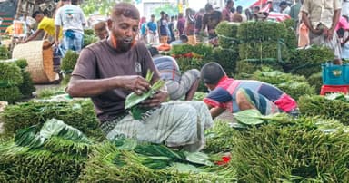 বেড়েছে উৎপাদন খরচ, পানে লোকসানের শঙ্কায় চাষিরা