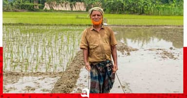 কুষ্টিয়ায় আমন চাষের  শুরুতেই সার সংকট, বিপাকে কৃষকরা