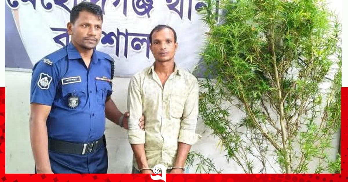 মেহেন্দিগঞ্জে ঘেরের আড়ালে গাঁজা চাষ, মাদক কারবারি গ্রেপ্তার