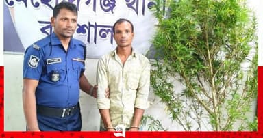 মেহেন্দিগঞ্জে ঘেরের আড়ালে গাঁজা চাষ, মাদক কারবারি গ্রেপ্তার