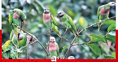 লাল বুক টিয়ার গ্রাম