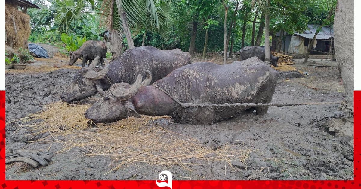 ঝিনাইদহে কাদায় বেঁধে রাখা সেই চার মহিষ উদ্ধার