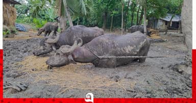 ঝিনাইদহে কাদায় বেঁধে রাখা সেই চার মহিষ উদ্ধার