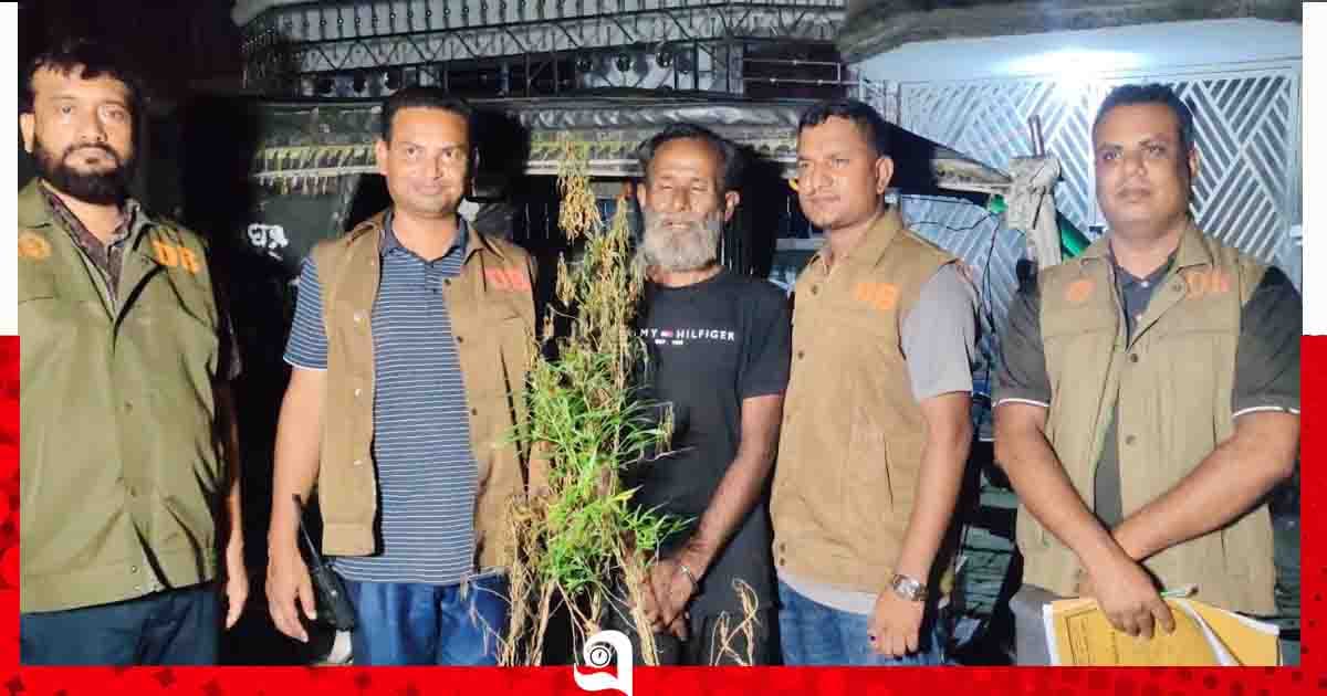 গোপালগঞ্জে গাঁজা গাছ চাষের অভিযোগে গ্রেপ্তার ১