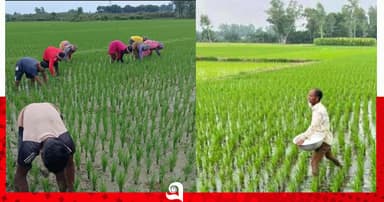 চাঁপাইনবাবগঞ্জে আমনের আগাছা পরিচর্যায় ব্যস্ত কৃষক