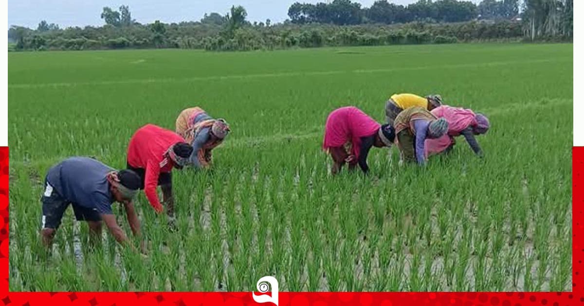 চাঁপাইনবাবগঞ্জে আমনের আগাছা পরিচর্যায় ব্যস্ত কৃষক