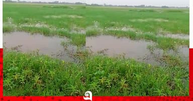হারিয়ে যাচ্ছে জলজ উদ্ভিদ