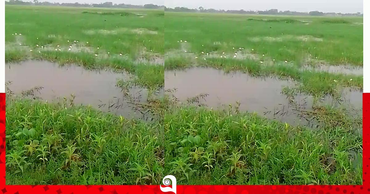 হারিয়ে যাচ্ছে জলজ উদ্ভিদ