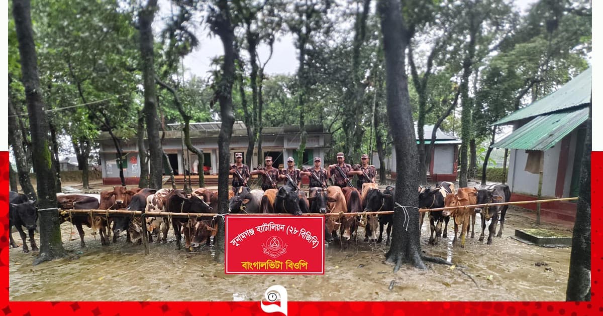 চার দিনের ব্যবধানে ফের ২৮ ভারতীয় গরু জব্দ