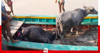 বাউফলের রহস্যজনকভাবে ৩ মহিষের মৃত্যু, অসুস্থ আরও ৩০