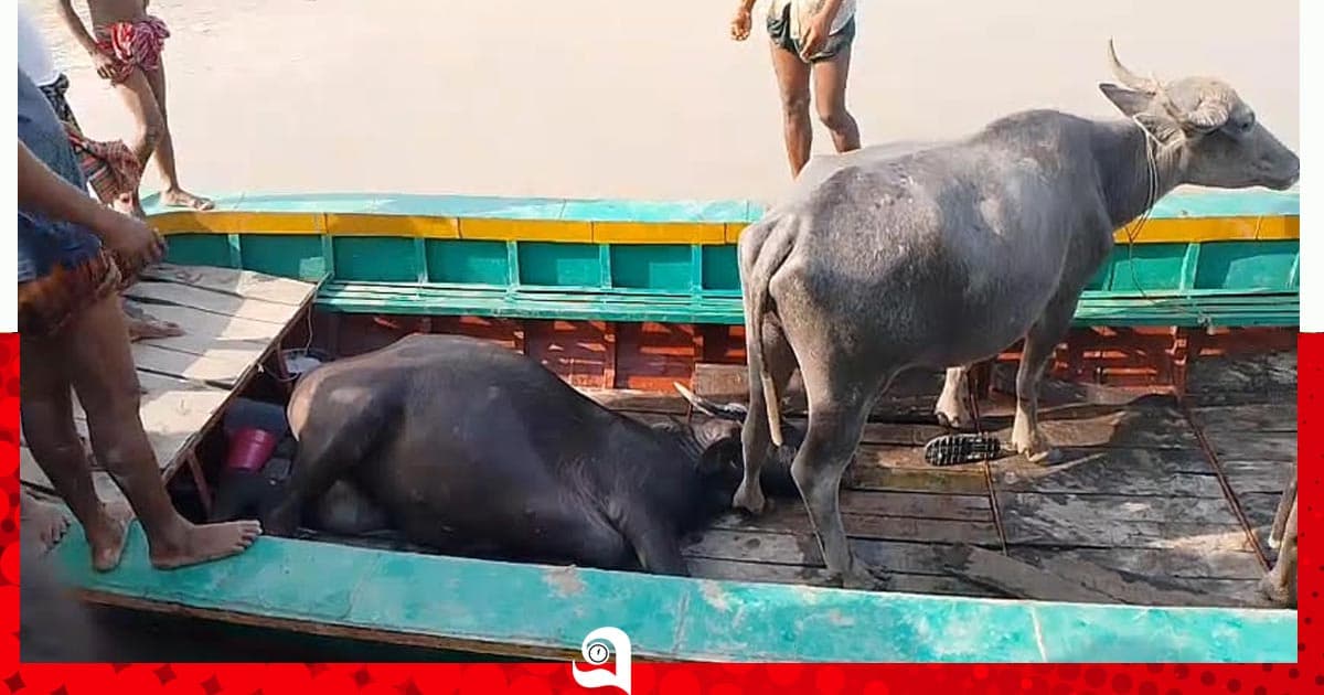 বাউফলের রহস্যজনকভাবে ৩ মহিষের মৃত্যু, অসুস্থ আরও ৩০