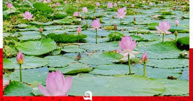 ডিকশি বিলে পদ্মের মেলা, মুগ্ধ দর্শনার্থীরা