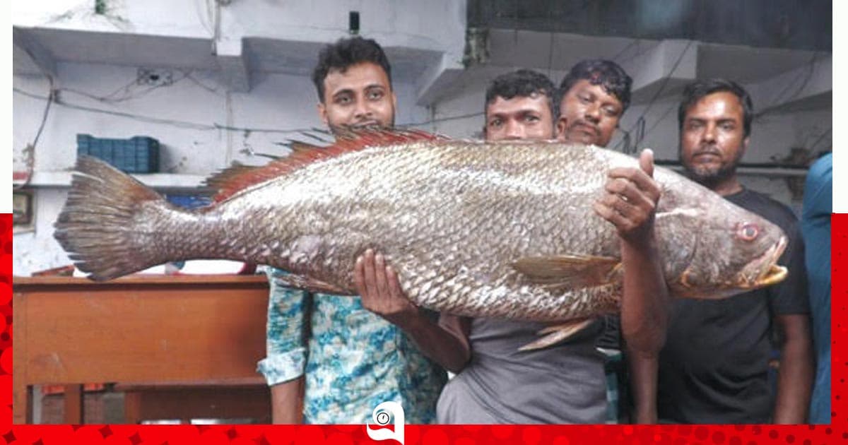 সাড়ে ৩ লাখ টাকায় 'ধাতিনা ভোল' বিক্রি