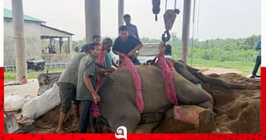 গাজীপুর সাফারি পার্কে একদিনের ব্যবধানে দুই হাতির মৃত্যু