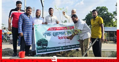 সিংড়ায়  জামায়াতের যুব বিভাগের বৃক্ষরোপণ