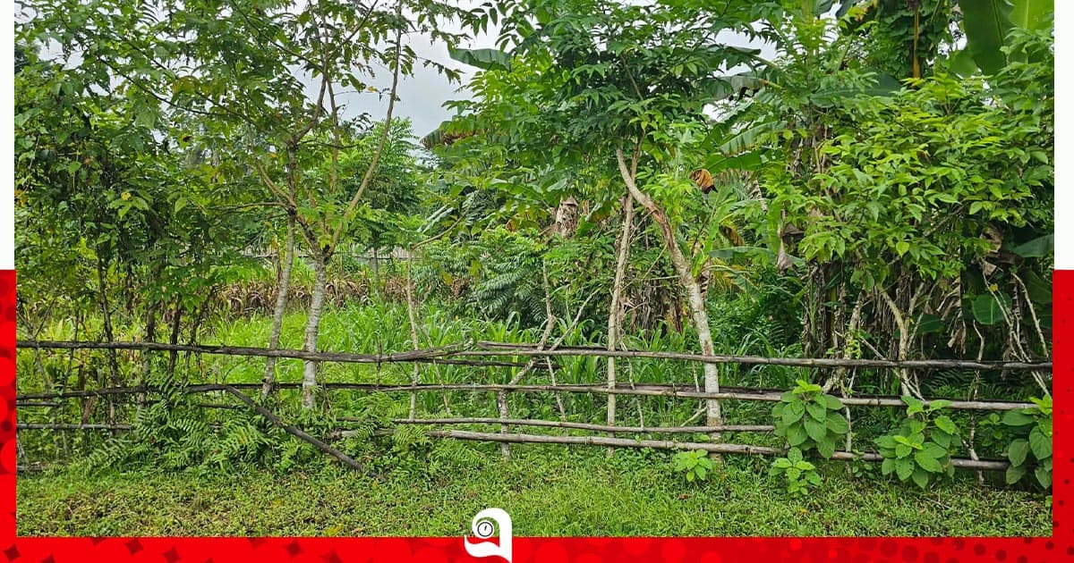 সরকারি রাস্তায় বেড়া দিয়ে চাষাবাদ, অপসারণের নির্দেশ
