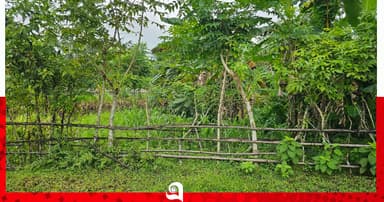 সরকারি রাস্তায় বেড়া দিয়ে চাষাবাদ, অপসারণের নির্দেশ