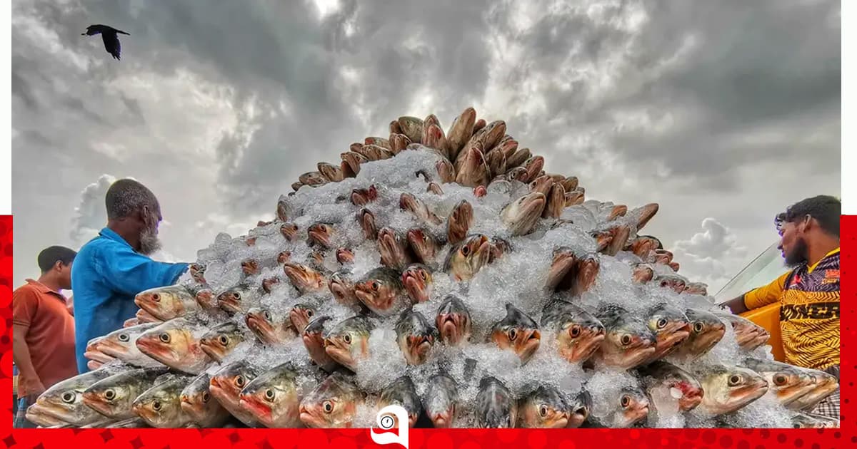 ভারতীয় ইলিশে ‘দরপতন’ দেশি ইলিশ চড়া