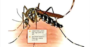 ডেঙ্গুর নতুন হটস্পট ৫ জেলা, হামে বেশি সংক্রমণ ঢাকায়