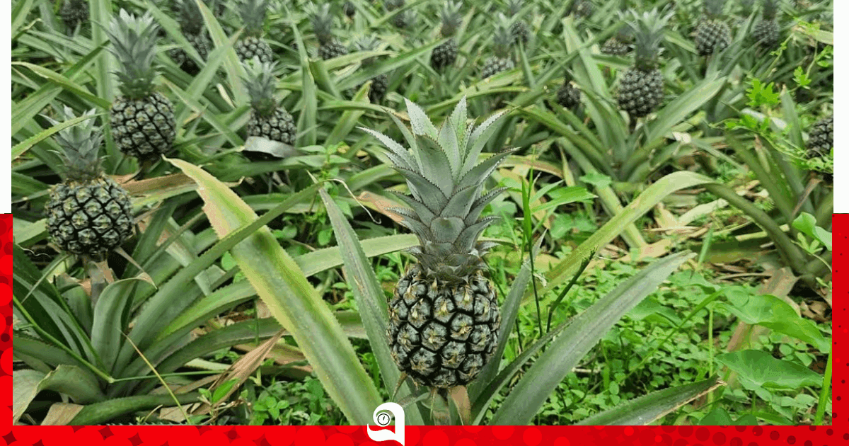 সম্ভাবনার পাশে আছে সংশয় নামে উর্বর কৃষিজমি অকৃষি খাতে রূপান্তর করা