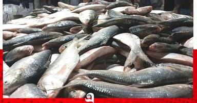 এক টানেই মিলেছে ২২শ’ ইলিশ, বিক্রি সাড়ে ৪৮ লাখ টাকা