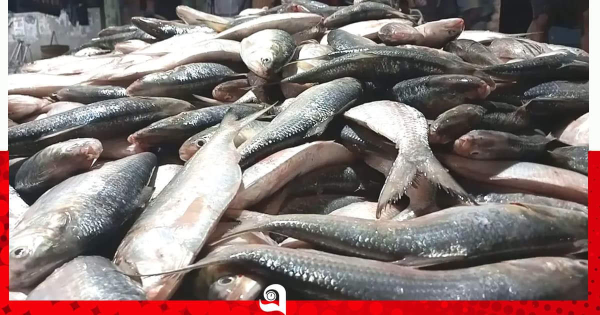 এক টানেই মিলেছে ২২শ’ ইলিশ, বিক্রি সাড়ে ৪৮ লাখ টাকা