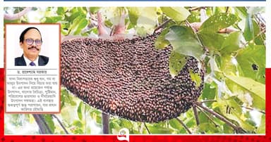 মৌমাছি কমছে, হুমকির মুখে খাদ্য নিরাপত্তা
