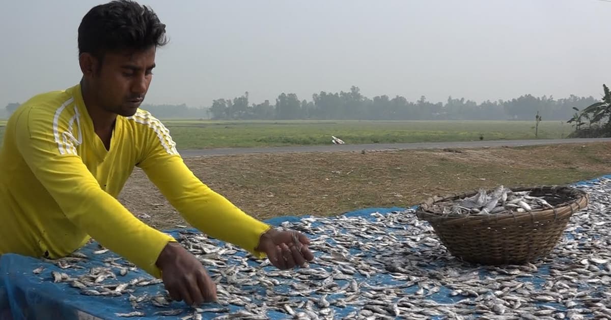 চলন বিলের শুঁটকি যাচ্ছে ভারতে