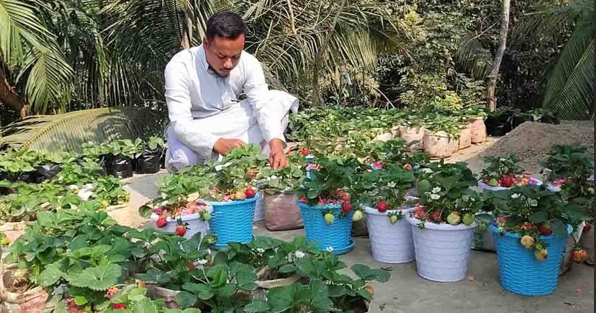 মতলব উত্তরে প্রথমবার স্ট্রবেরি চাষে সফল তরুণ উদ্যোক্তা