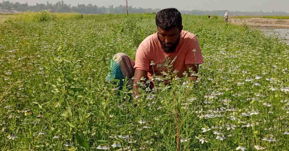 সারিয়াকান্দিতে লক্ষ্যমাত্রা ছাড়াল কালোজিরা চাষ