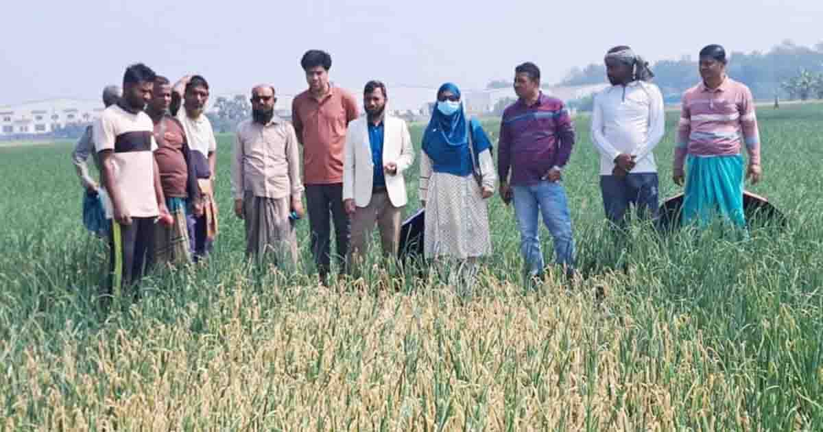 গোপালগঞ্জে বিষ প্রয়োগে ৫০ বিঘা জমির পেঁয়াজ নষ্ট, ক্ষতিগ্রস্ত অন্তত ৩০ কৃষক