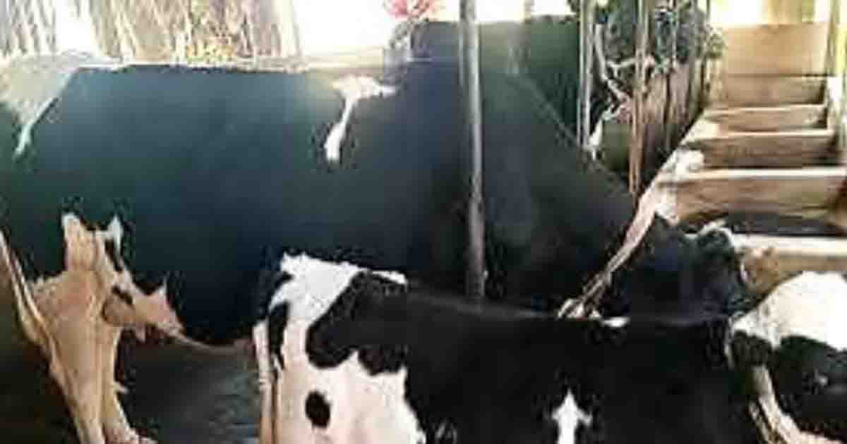 রাজাপুরে ইউপি সদস্যের বাড়ি থেকে গভীর রাতে ৬টি গরু চুরি