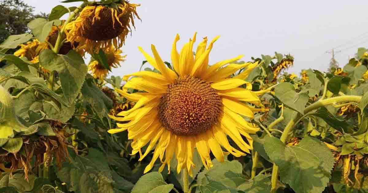 উল্লাপাড়ায় কৃষি প্রণোদনার আওতায় সূর্যমুখী ফুল চাষে ঝুঁকছে কৃষক