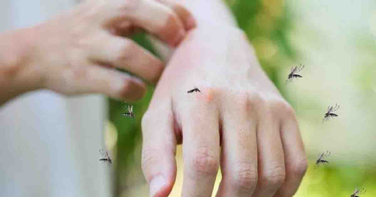 রাজশাহীতে মশার কাছেই আত্নসমর্পণ!