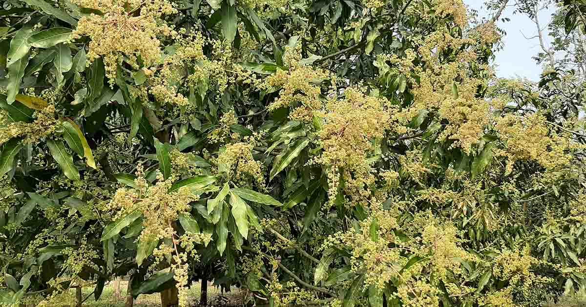 বসন্তের ছোঁয়ায় মধুমাসের আগমনী বার্তা চুয়াডাঙ্গায়