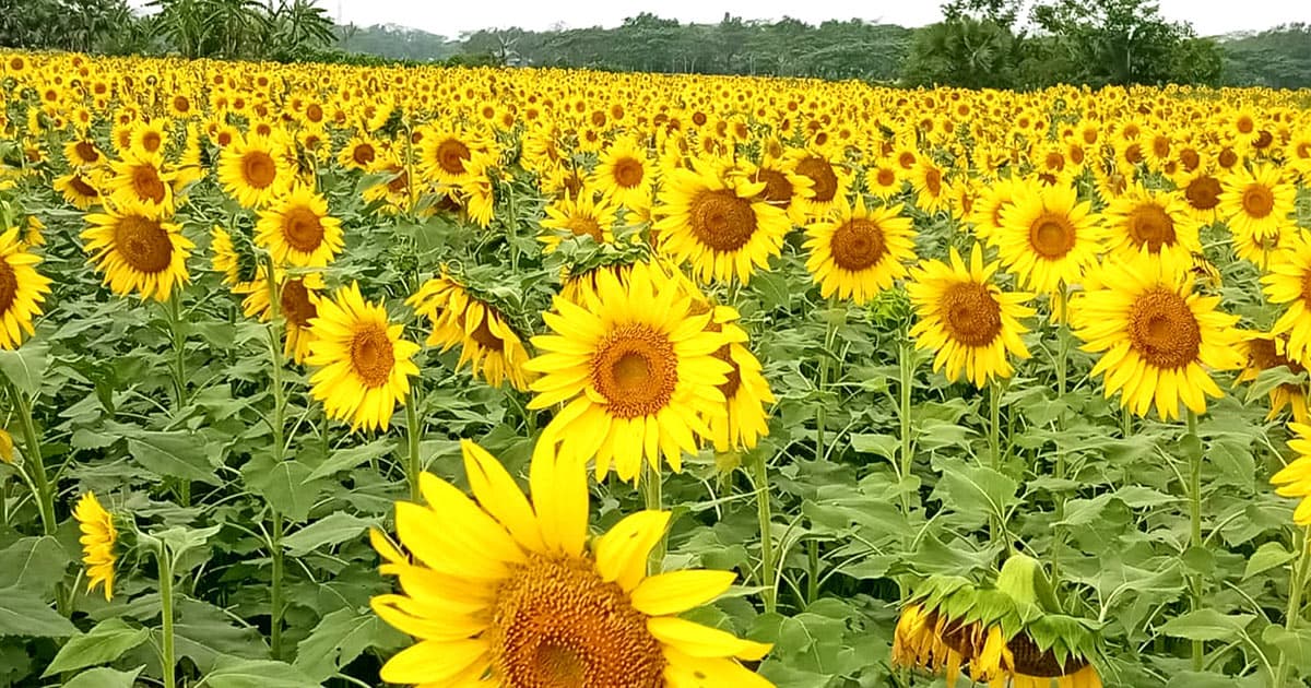 শাহজাদপুরে বাণিজ্যিকভাবে চাষ হচ্ছে সূর্যমুখী ফুল