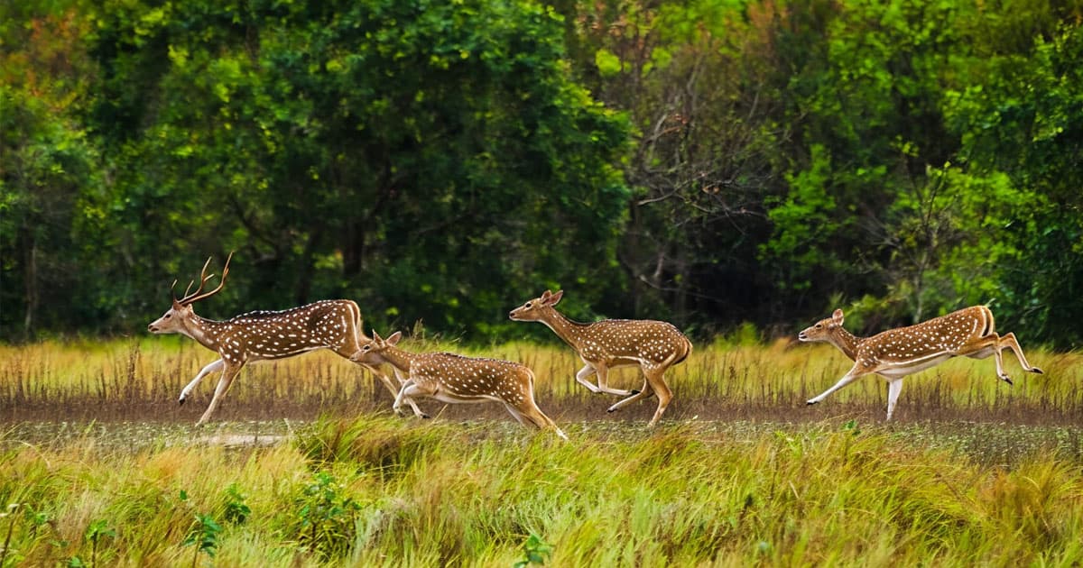 সুন্দরবন দিবস আজ