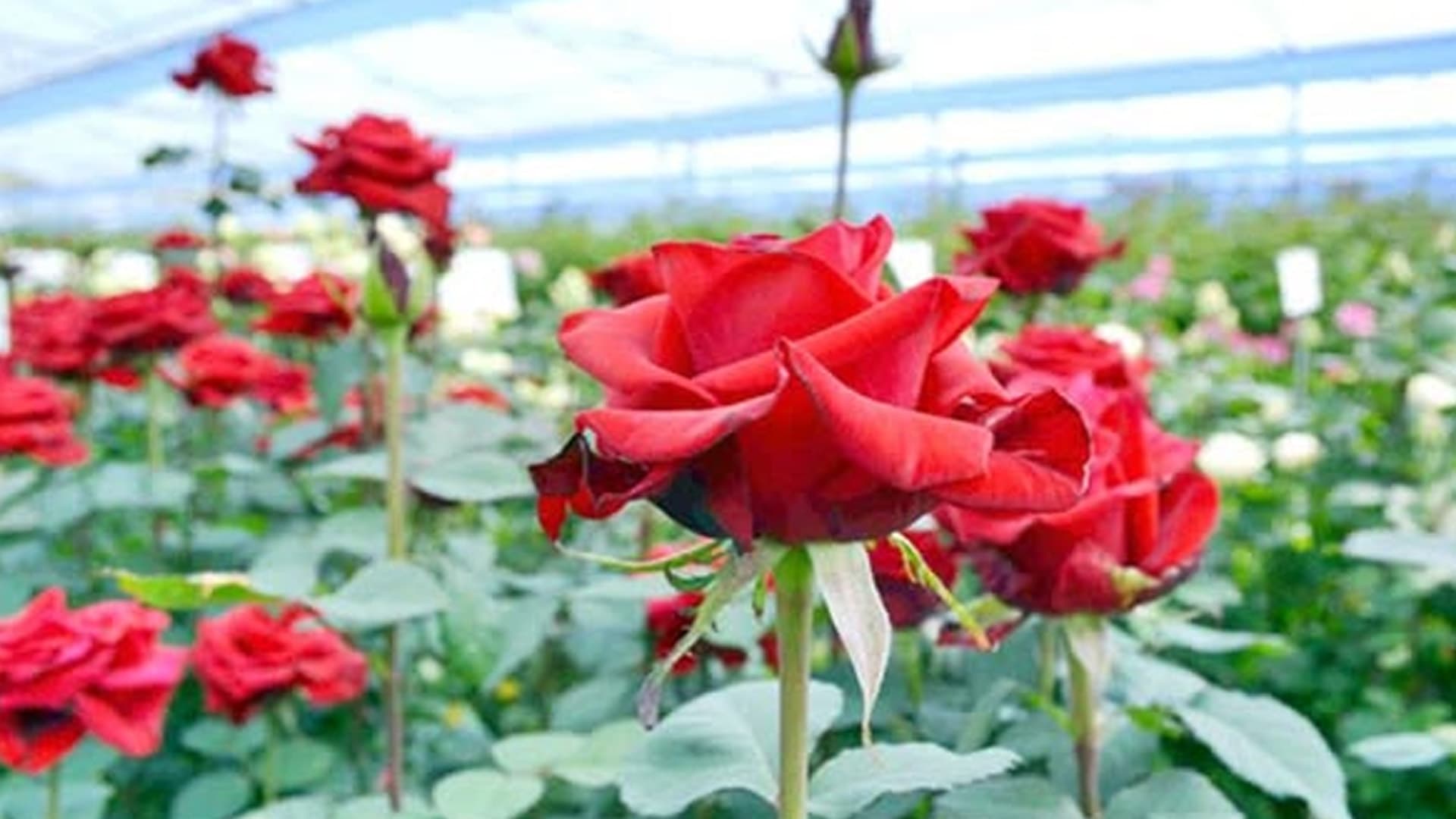 গদখালীর ফুলের সংসার যেন আর চলে না