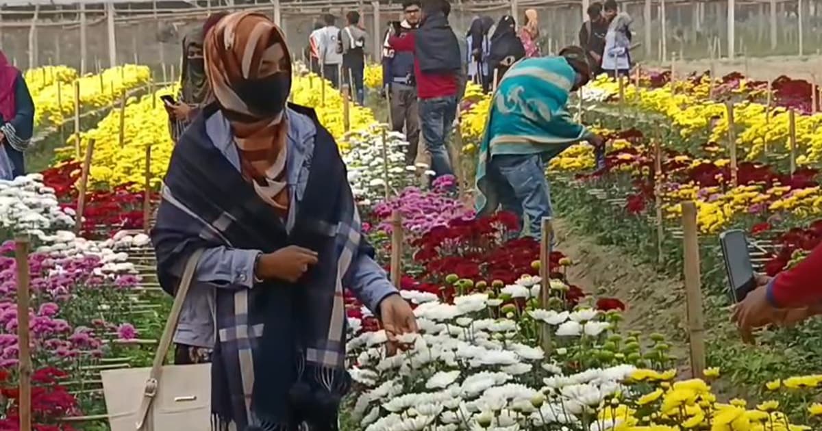 চুয়াডাঙ্গায় মোহময় ‘নোয়াখালী বাগান’