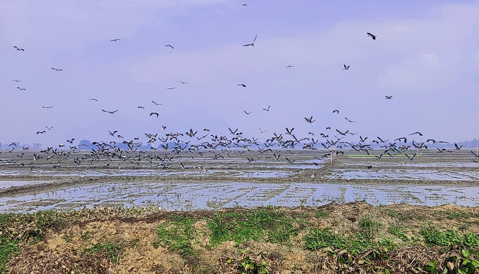 অতিথি পাখির কলকাকলীতে মুখরিত চলনবিল