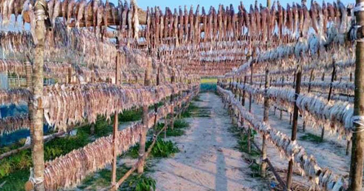 কর্মব্যস্ততায় মুখর চিথলিয়ার শুঁটকি পল্লী