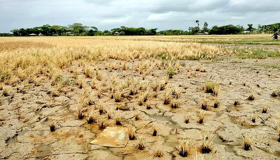 লবণাক্ততা ও খাল ভরাটে তালতলীতে বছরে ১১৫ কোটি টাকার ক্ষতি