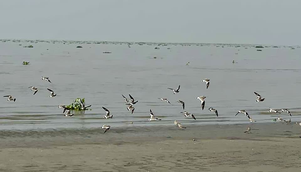 পায়রা-বিষখালী তীরের চরগুলোতে কমছে অতিথি পাখির উপস্থিতি