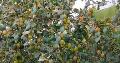 দশমিনায় বিভিন্ন জাতের কুলের ফলনে কৃষি উদ্যোক্তা কৃষক খুশি