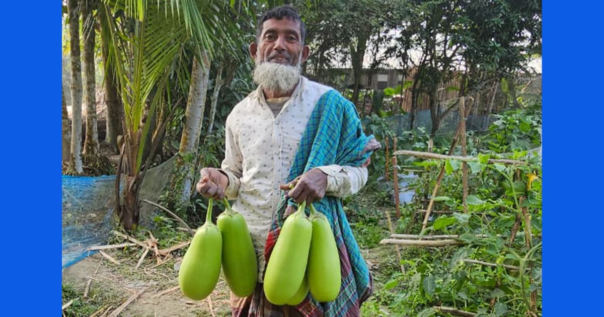 দশমিনায় বারি-১২ বেগুন চাষে সফল কৃষক